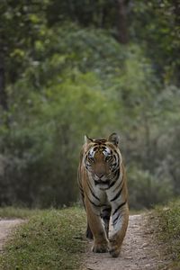 Preview wallpaper tiger, predator, animal, movement