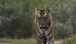 Preview wallpaper tiger, predator, animal, movement