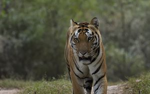 Preview wallpaper tiger, predator, animal, movement
