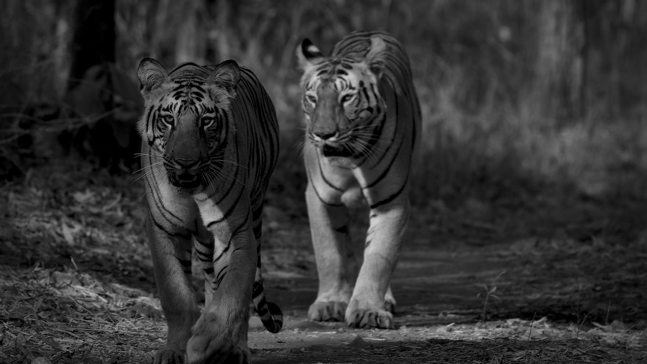Wallpaper tiger, predator, animal, black and white, blur
