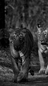 Preview wallpaper tiger, predator, animal, black and white, blur