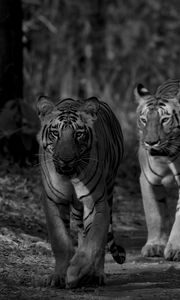 Preview wallpaper tiger, predator, animal, black and white, blur