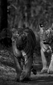 Preview wallpaper tiger, predator, animal, black and white, blur