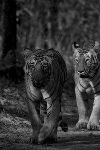 Preview wallpaper tiger, predator, animal, black and white, blur