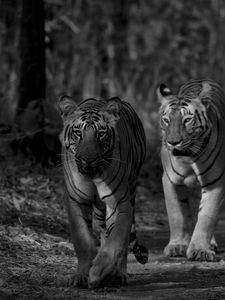 Preview wallpaper tiger, predator, animal, black and white, blur