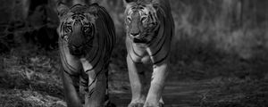 Preview wallpaper tiger, predator, animal, black and white, blur