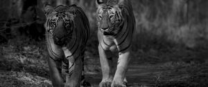 Preview wallpaper tiger, predator, animal, black and white, blur
