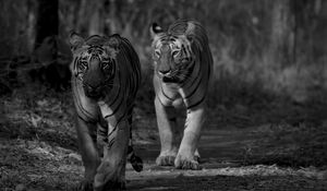 Preview wallpaper tiger, predator, animal, black and white, blur
