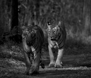 Preview wallpaper tiger, predator, animal, black and white, blur