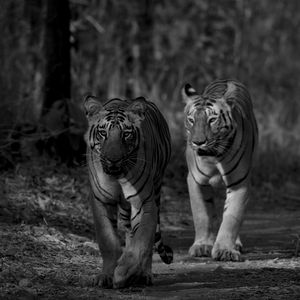 Preview wallpaper tiger, predator, animal, black and white, blur