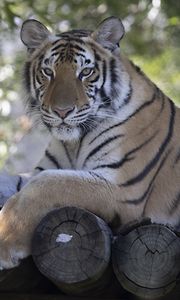 Preview wallpaper tiger, predator, animal, logs