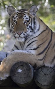 Preview wallpaper tiger, predator, animal, logs
