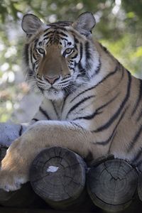 Preview wallpaper tiger, predator, animal, logs