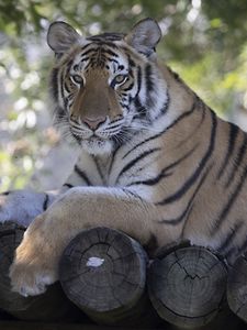 Preview wallpaper tiger, predator, animal, logs