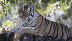 Preview wallpaper tiger, predator, animal, logs
