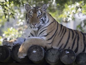 Preview wallpaper tiger, predator, animal, logs