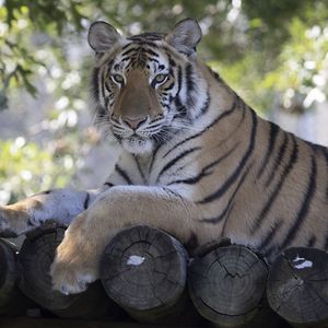 Preview wallpaper tiger, predator, animal, logs
