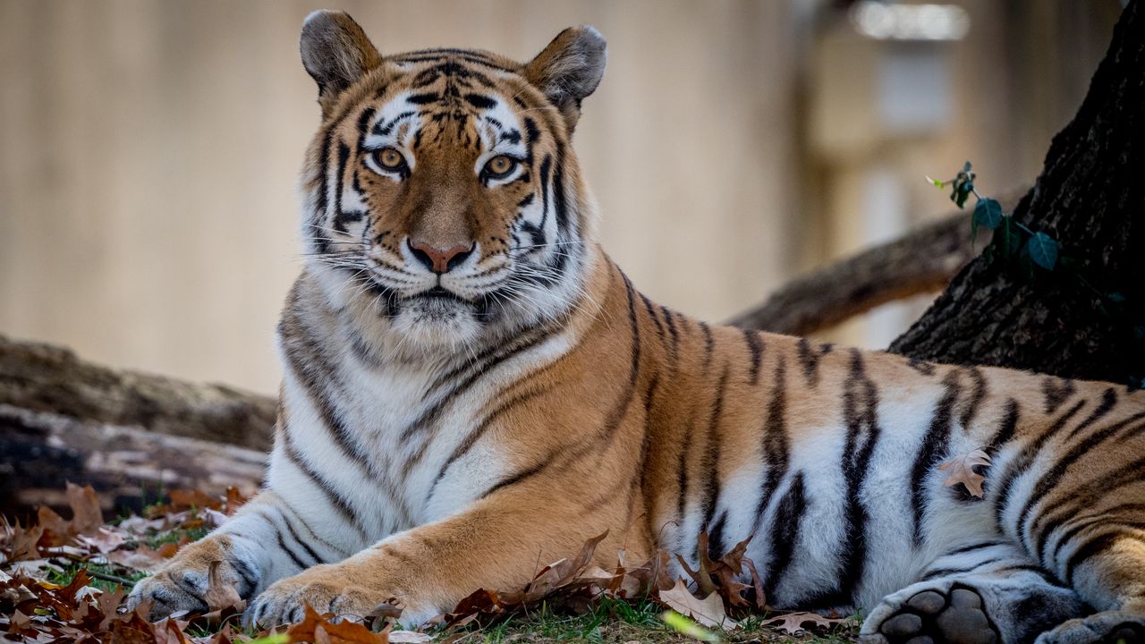 Wallpaper tiger, predator, animal, wildlife, leaves