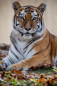 Preview wallpaper tiger, predator, animal, wildlife, leaves