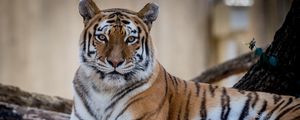 Preview wallpaper tiger, predator, animal, wildlife, leaves