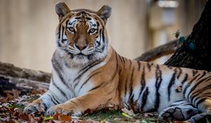 Preview wallpaper tiger, predator, animal, wildlife, leaves