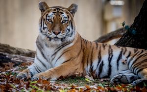 Preview wallpaper tiger, predator, animal, wildlife, leaves
