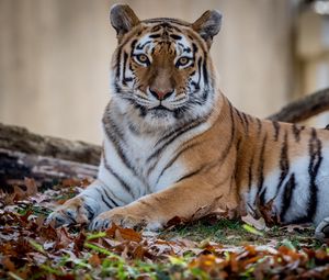 Preview wallpaper tiger, predator, animal, wildlife, leaves