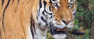 Preview wallpaper tiger, predator, animal, grin, wildlife