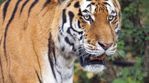 Preview wallpaper tiger, predator, animal, grin, wildlife