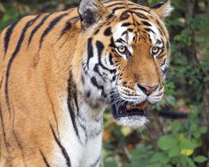 Preview wallpaper tiger, predator, animal, grin, wildlife
