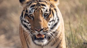 Preview wallpaper tiger, predator, animal, movement, wildlife