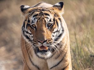 Preview wallpaper tiger, predator, animal, movement, wildlife