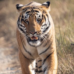 Preview wallpaper tiger, predator, animal, movement, wildlife