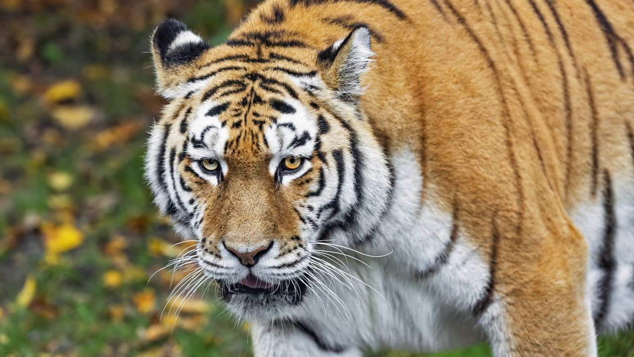 Wallpaper tiger, predator, animal, wildlife, blur