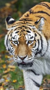 Preview wallpaper tiger, predator, animal, wildlife, blur