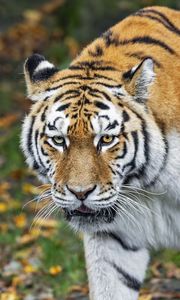 Preview wallpaper tiger, predator, animal, wildlife, blur