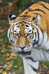 Preview wallpaper tiger, predator, animal, wildlife, blur