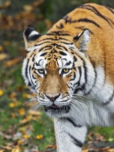 Preview wallpaper tiger, predator, animal, wildlife, blur