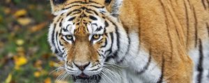Preview wallpaper tiger, predator, animal, wildlife, blur
