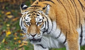 Preview wallpaper tiger, predator, animal, wildlife, blur