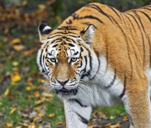 Preview wallpaper tiger, predator, animal, wildlife, blur
