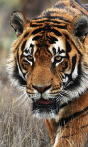 Preview wallpaper tiger, predator, animal, wildlife, grass