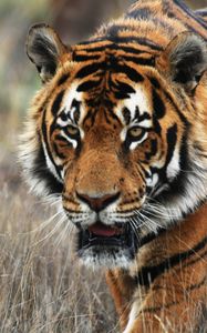 Preview wallpaper tiger, predator, animal, wildlife, grass