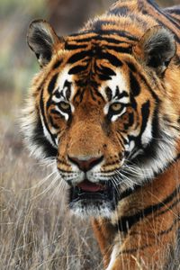 Preview wallpaper tiger, predator, animal, wildlife, grass