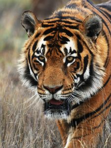 Preview wallpaper tiger, predator, animal, wildlife, grass