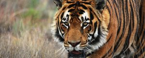 Preview wallpaper tiger, predator, animal, wildlife, grass