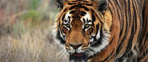 Preview wallpaper tiger, predator, animal, wildlife, grass