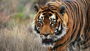 Preview wallpaper tiger, predator, animal, wildlife, grass