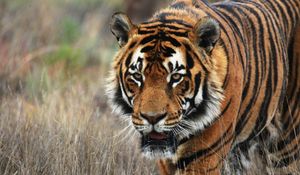 Preview wallpaper tiger, predator, animal, wildlife, grass