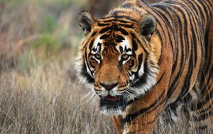 Preview wallpaper tiger, predator, animal, wildlife, grass